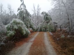 Georgia Ice Storm 2011