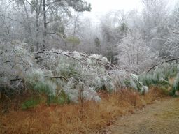 Georgia Ice Storm 2011