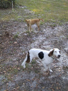 adopted feral dogs at play
