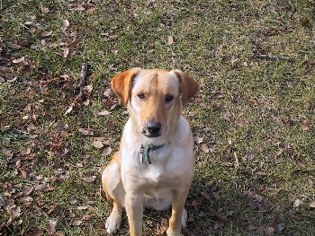 Adventure Dog on day off