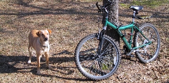 Dog contemplating bicycle adventure tour