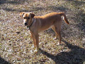 feral rescue dog makes good!